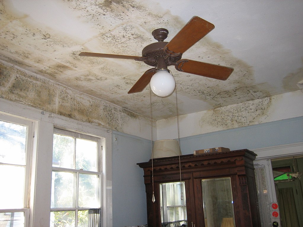Mold and Mildew Long Beach Water Damage Company
